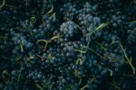pinot-druer