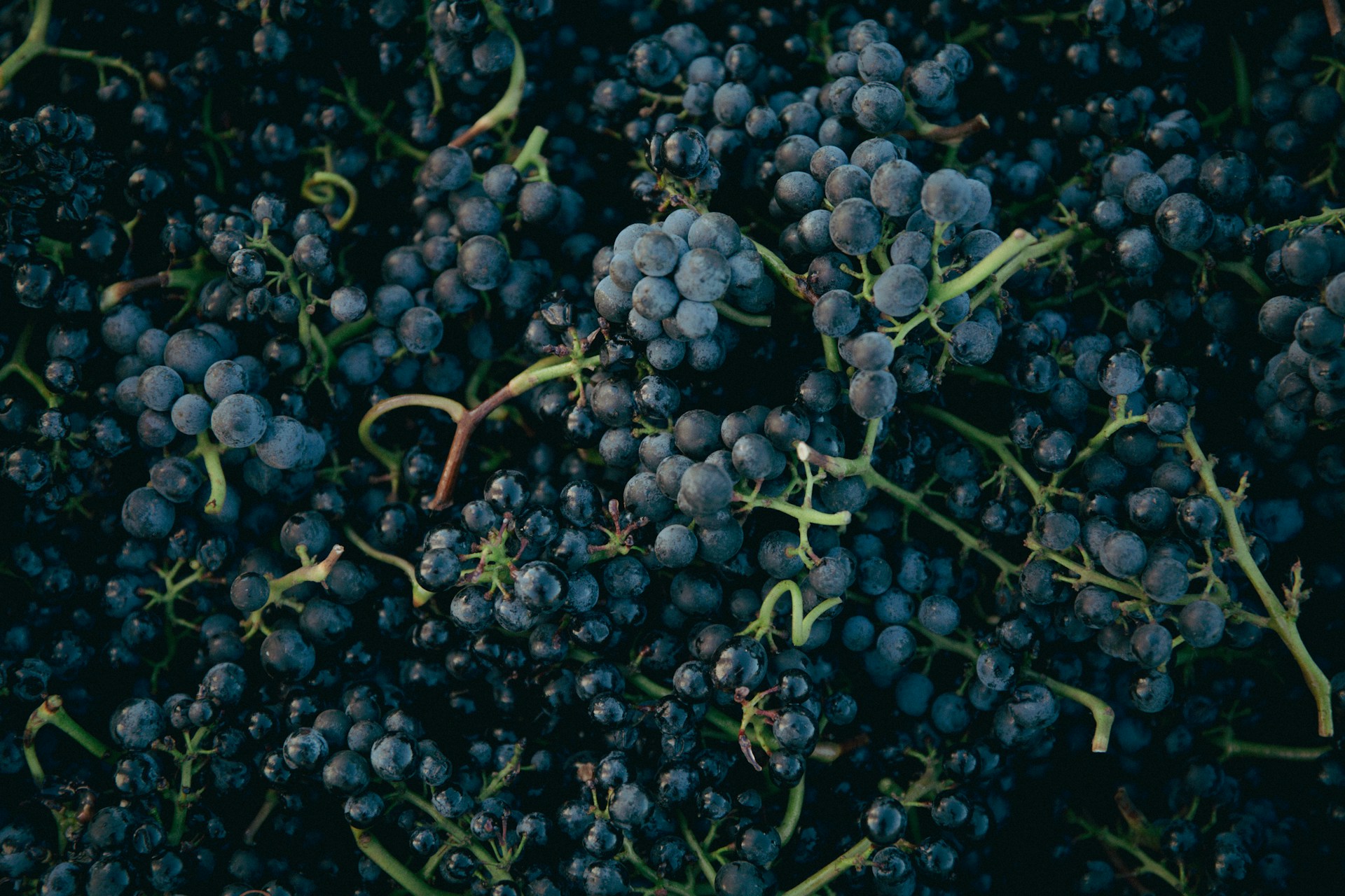pinot-druer